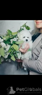 Photo №2 de l'annonce № 50728 de la vente bichon à poil frisé - acheter à Fédération de Russie éleveur