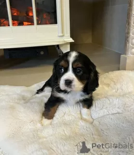 Photo №2 de l'annonce № 128976 de la vente cavalier king charles spaniel - acheter à USA annonce privée