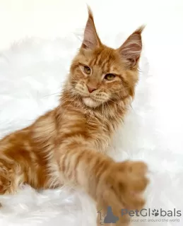 Photo №1. maine coon - à vendre en ville de Berlin | 300€ | Annonce № 103770