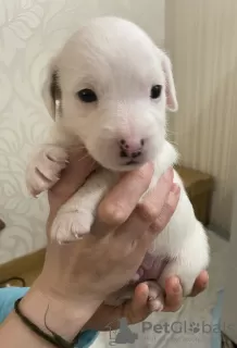 Photo №2 de l'annonce № 9025 de la vente jack russell terrier - acheter à Fédération de Russie annonce privée