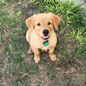 Photo №1. golden retriever - à vendre en ville de Auckland | négocié | Annonce №89963