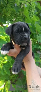 Photos supplémentaires: Chiots Cane Corso de race pure