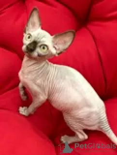 Photo №4. Je vais vendre sphynx en ville de Kharkov. éleveur - prix - 500€