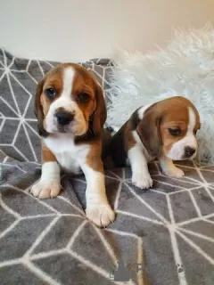 Photo №1. beagle - à vendre en ville de Berlin | Gratuit | Annonce №126393