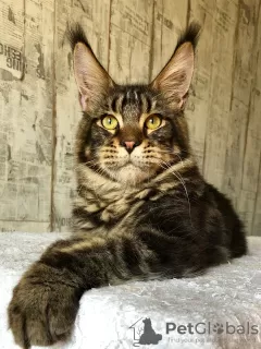 Photo №1. maine coon - à vendre en ville de Saransk | 342€ | Annonce № 13182