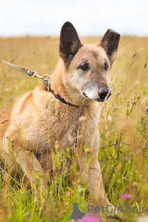 Photos supplémentaires: Chien bien élevé et confortable pour la vie