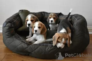 Photo №2 de l'annonce № 130510 de la vente beagle - acheter à USA annonce privée