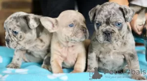 Photo №1. bouledogue - à vendre en ville de Samara | négocié | Annonce №10534