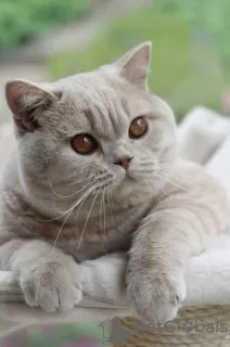 Photo №2 de l'annonce № 71099 de la vente british shorthair - acheter à République Tchèque éleveur