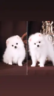 Photos supplémentaires: Chiots blancs allemands de spitz.