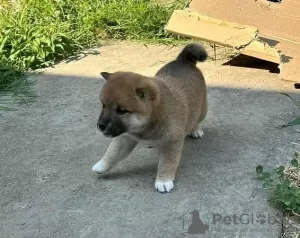 Photo №1. shiba - à vendre en ville de Uppsala | Gratuit | Annonce №98607