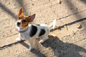 Photo №1. jack russell terrier - à vendre en ville de Bethlehem of Galilee | négocié | Annonce №10860