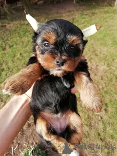 Photo №1. biewer yorkshire terrier, yorkshire terrier - à vendre en ville de Pärnu | 450€ | Annonce №97667