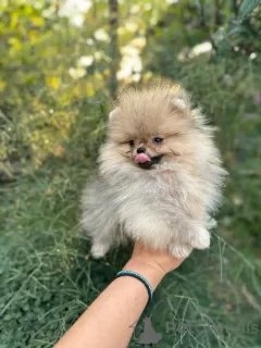 Photos supplémentaires: Chiots Spitz de Poméranie