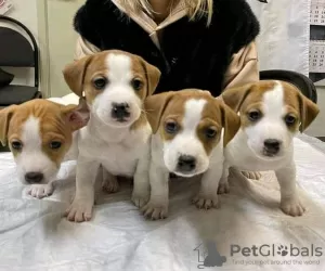 Photo №3. Chiots de menton japonais. Lituanie