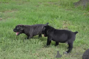 Photo №1. cane corso - à vendre en ville de Hartford | 531€ | Annonce №129527