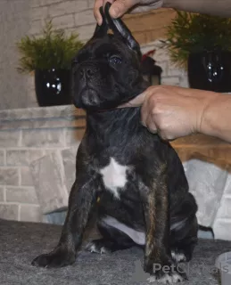 Photos supplémentaires: A vendre de beaux chiots Cane Corso - garçons et filles.