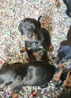 Photo №4. Je vais vendre dobermann en ville de Bucharest.  - prix - 200€