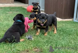 Photo №1. rottweiler - à vendre en ville de Miami | 473€ | Annonce №48693