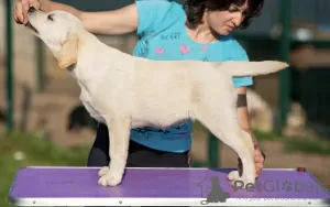 Photo №2 de l'annonce № 11677 de la vente labrador retriever - acheter à Biélorussie de la fourrière