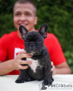 Photo №3. Chiots bouledogue français. Allemagne