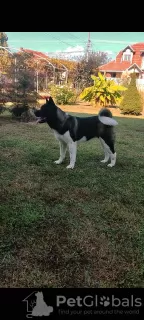 Photos supplémentaires: Chiots Akita américains