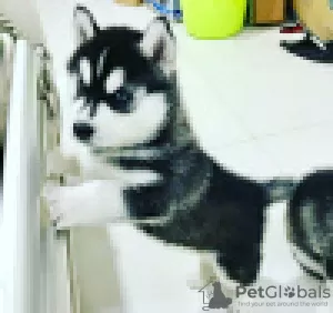 Photo №1. husky de sibérie - à vendre en ville de Pieksämäki | 340€ | Annonce №120635