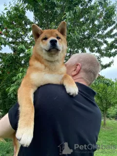 Photos supplémentaires: Chiots Shiba Inu