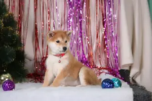 Photo №4. Je vais vendre shiba en ville de Vologda. éleveur - prix - 654€