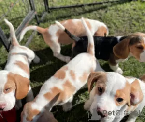 Photo №1. beagle - à vendre en ville de Paris | négocié | Annonce №120012