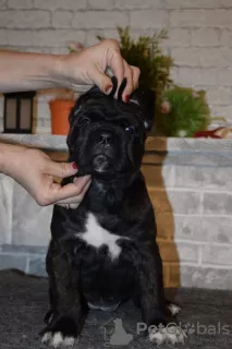 Photos supplémentaires: A vendre de beaux chiots Cane Corso - garçons et filles.