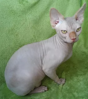 Photo №3. Sphynx canadien couleur rare. Ukraine