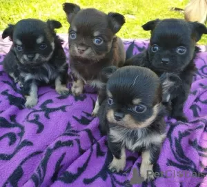 Photo №1. chihuahua - à vendre en ville de Berlin | Gratuit | Annonce №126727