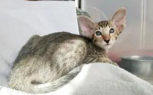 Photo №1. oriental shorthair - à vendre en ville de Moscou | 501€ | Annonce № 2440