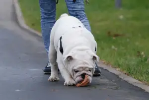 Photo №1. bulldog anglais - à vendre en ville de Moscou | 2000€ | Annonce №1788