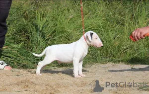 Photo №1. bull terrier - à vendre en ville de Kiev | 165€ | Annonce №7904