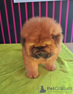 Photos supplémentaires: Chiots chow-chow