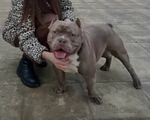 Photo №4. Je vais vendre american bully en ville de Chisinau. éleveur - prix - 1000€