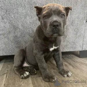 Photo №1. cane corso - à vendre en ville de Saint-Pétersbourg | 550€ | Annonce №101138