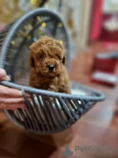 Photo №1. caniche (jouet) - à vendre en ville de Temerin | Gratuit | Annonce №84465