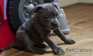 Photo №3. Beaux chiots Staffordshire bull terrier. Irlande