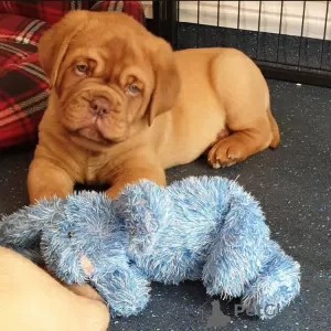 Photo №1. dogue de bordeaux - à vendre en ville de Roosendaal | 600€ | Annonce №79977