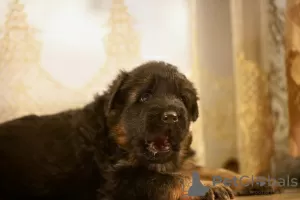 Photos supplémentaires: Chiots berger allemand