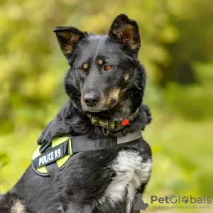 Photos supplémentaires: Joli chiot adolescent entre de bonnes mains.