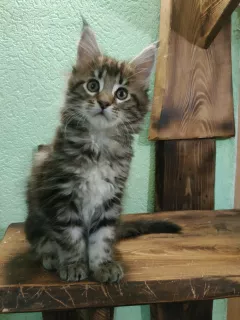 Photos supplémentaires: Filles du Maine Coon