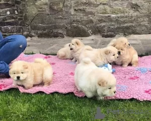 Photo №1. chow-chow - à vendre en ville de Pori | Gratuit | Annonce №129439