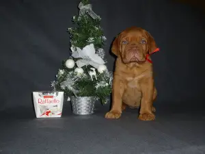 Photo №2 de l'annonce № 4559 de la vente dogue de bordeaux - acheter à Fédération de Russie de la fourrière, éleveur