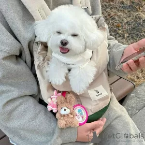 Photo №2 de l'annonce № 126871 de la vente bichon à poil frisé - acheter à Portugal 