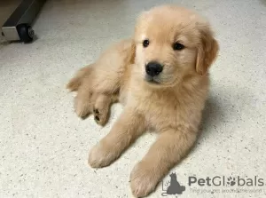 Photo №1. golden retriever - à vendre en ville de Novi Vinodolski | négocié | Annonce №115369