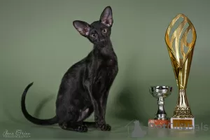 Photo №1. oriental shorthair - à vendre en ville de Катлакалнс | 1200€ | Annonce № 51505